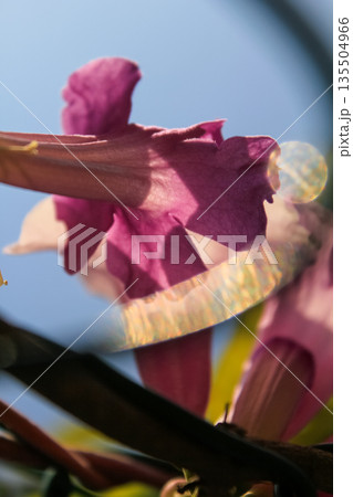 Close-up of the pink Bignonia magnifica in the garden with sunlight. Flower and plant concept. 135504966