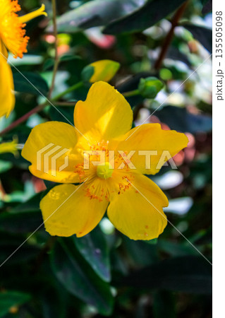 Close-up of Aaron's beard aka Hypericum calycinum in the rural with sunlight. Plant and nature. 135505098