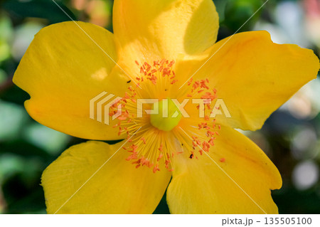 Close-up of Aaron's beard aka Hypericum calycinum in the rural with sunlight. Plant and nature. 135505100