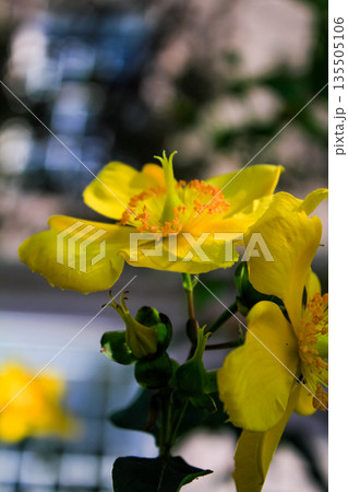 Close-up of Aaron's beard aka Hypericum calycinum in the rural with sunlight. Plant and nature. 135505106