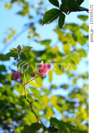 Shallow focus of pink Bougainvillea from low angle view with green leaves and blue sky background Shallow focus of pink Bougainvillea from low angle view with green leaves and blue sky background 135505172