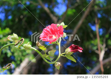 Closeup of red flowers under the clear blue sky Closeup of red flowers under the clear blue sky 135505203
