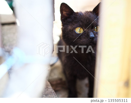 路地裏で何かを見つめる小さな黒い野良猫 135505311