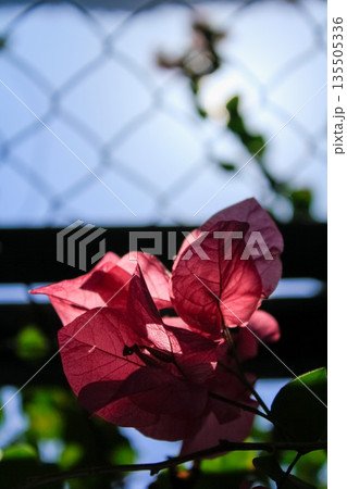 Shallow focus of pink Bougainvillea from low angle view with green leaves and blue sky background Shallow focus of pink Bougainvillea from low angle view with green leaves and blue sky background 135505336