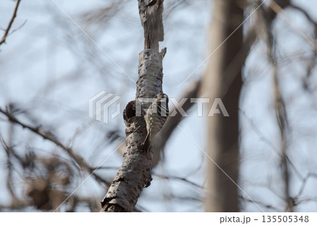 木にとまるコゲラ 135505348