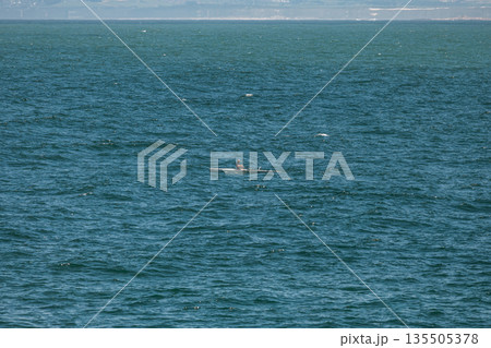 sport on open water, man in a kayak paddling , serene outdoor adventure 135505378
