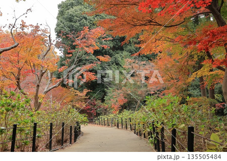 松戸市本土寺のもみじの紅葉が美しい庭園 松戸市本土寺のもみじの紅葉が美しい庭園 135505484