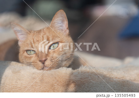 部屋の中でくつろぐ可愛い猫 茶トラ猫 部屋の中でくつろぐ可愛い猫 茶トラ猫 135505493