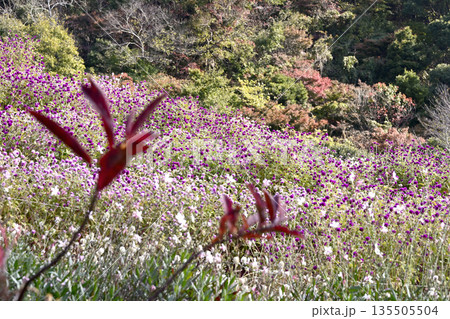 神戸布引ハーブ園の植物 神戸布引ハーブ園の植物 135505504