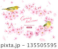 桜の花と小鳥(メジロ)の水彩イラストでデザインした、緩やかな楕円形フレーム 背景に花びら(ベクター) 桜の花と小鳥(メジロ)の水彩イラストでデザインした、緩やかな楕円形フレーム 背景に花びら(ベクター) 135505595