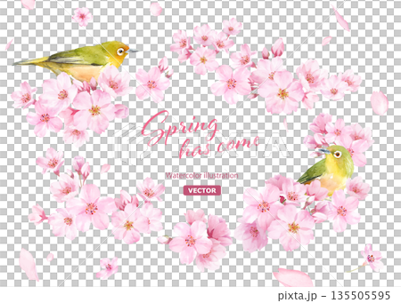 桜の花と小鳥(メジロ)の水彩イラストでデザインした、緩やかな楕円形フレーム 背景に花びら(ベクター) 桜の花と小鳥(メジロ)の水彩イラストでデザインした、緩やかな楕円形フレーム 背景に花びら(ベクター) 135505595