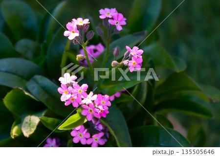 ピンクの忘れな草の花 ピンクの忘れな草の花 135505646