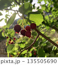 ジューンベリーの木 135505690