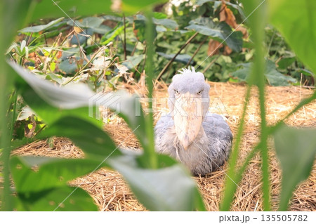 1羽の灰色の鳥のハシビロコウ 135505782