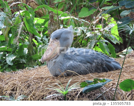 1羽の灰色の鳥のハシビロコウ 135505783