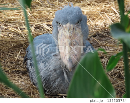 1羽の灰色の鳥のハシビロコウ 135505784