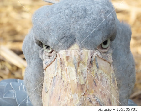 1羽の灰色の鳥のハシビロコウ 1羽の灰色の鳥のハシビロコウ 135505785