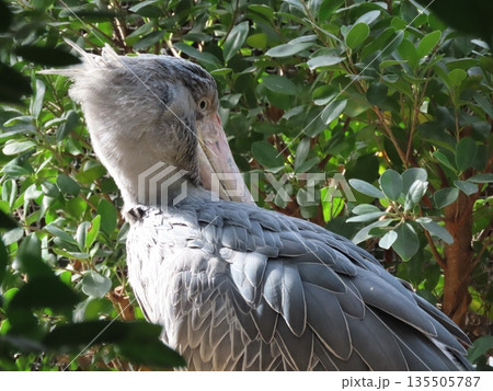 1羽の灰色の鳥のハシビロコウ 135505787