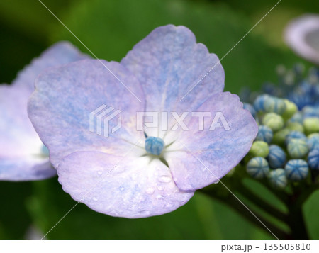 紫陽花の写真 紫陽花の写真 135505810