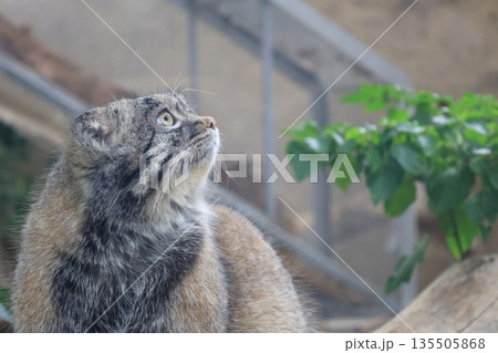 飼育された1匹のマヌルネコのアップ 飼育された1匹のマヌルネコのアップ 135505868