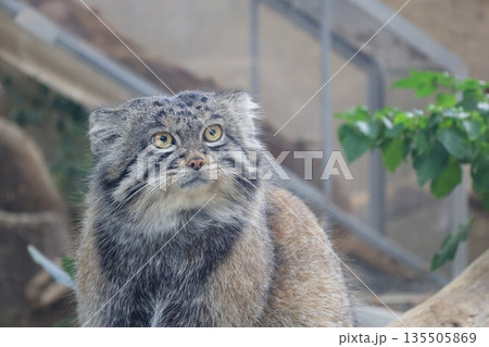 飼育された1匹のマヌルネコのアップ 飼育された1匹のマヌルネコのアップ 135505869