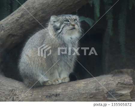 飼育された1匹のマヌルネコのアップ 飼育された1匹のマヌルネコのアップ 135505872