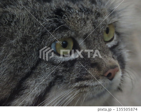 飼育された1匹のマヌルネコのアップ 飼育された1匹のマヌルネコのアップ 135505874