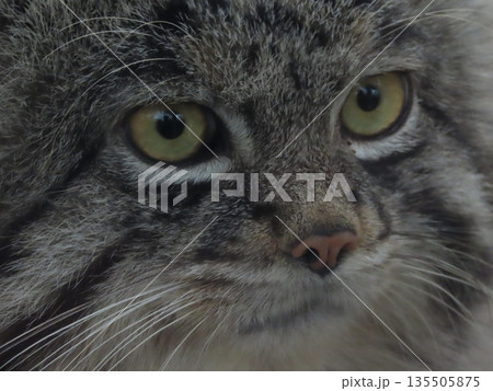 飼育された1匹のマヌルネコのアップ 飼育された1匹のマヌルネコのアップ 135505875