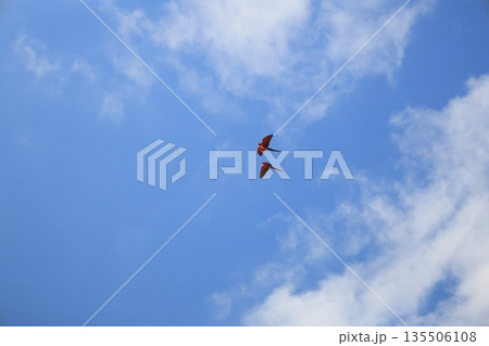 大空を飛ぶ赤い鳥のコンゴウインコ 135506108