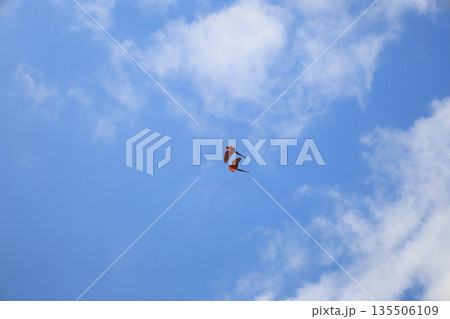 大空を飛ぶ赤い鳥のコンゴウインコ 大空を飛ぶ赤い鳥のコンゴウインコ 135506109