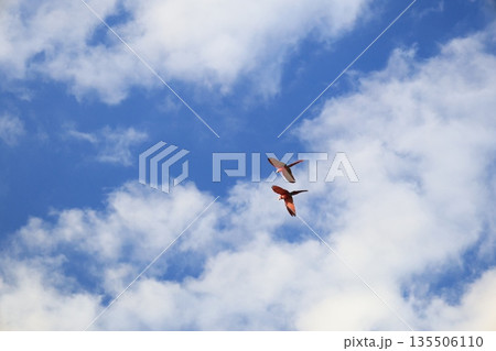 大空を飛ぶ赤い鳥のコンゴウインコ 大空を飛ぶ赤い鳥のコンゴウインコ 135506110