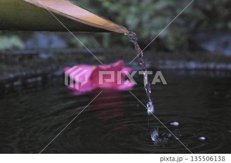 椿の花が浮かぶ水鉢　鎌倉瑞泉寺 135506138