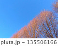 冬の公園の枯れ木のメタセコイアと青空 135506166