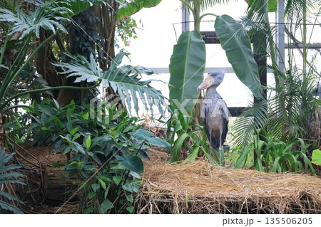1羽の灰色の鳥のハシビロコウ 1羽の灰色の鳥のハシビロコウ 135506205