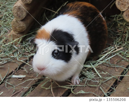 飼育されたモルモットのアップ 135506208