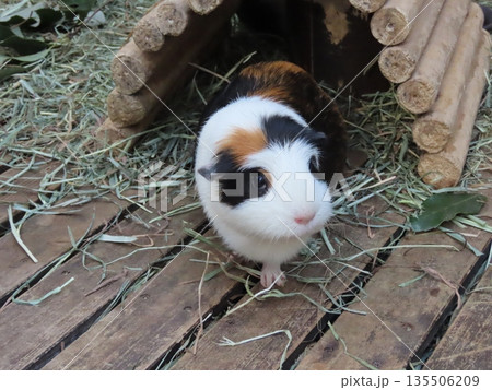 飼育されたモルモットのアップ 飼育されたモルモットのアップ 135506209
