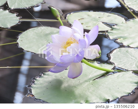 水面に浮かぶ紫色のスイレンの花 水面に浮かぶ紫色のスイレンの花 135506210