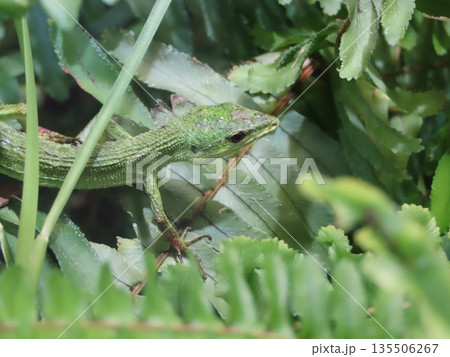 草が生い茂った場所で暮らす一匹の緑色のミヤコカナヘビ 草が生い茂った場所で暮らす一匹の緑色のミヤコカナヘビ 135506267