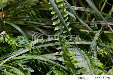 草が生い茂った場所で暮らす一匹の緑色のミヤコカナヘビ 草が生い茂った場所で暮らす一匹の緑色のミヤコカナヘビ 135506270