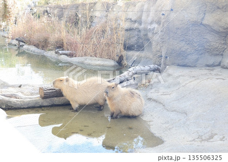 飼育されたカピバラのアップ 135506325