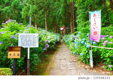 満開のアジサイ 紫陽花 あじさい 出塩文殊堂 山形市 満開のアジサイ 紫陽花 あじさい 出塩文殊堂 山形市 135506331