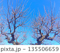 花芽の膨らみ始めた冬の梅の木と青空 135506659