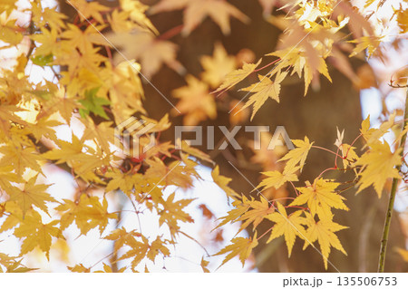 鮮やかな黄色とオレンジに色づいた美しい秋の楓の葉 135506753