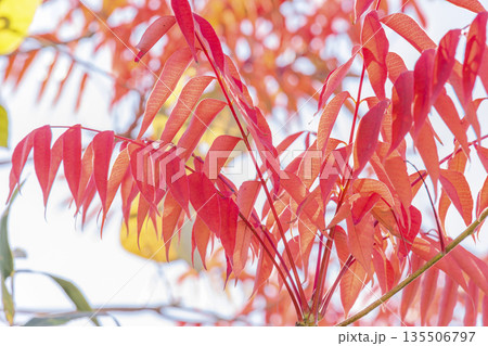 鮮やかな赤色に色づいた葉が青空に映える秋の写真 135506797