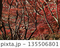 鮮やかな黄色とオレンジに色づいた美しい秋の楓の葉 135506801