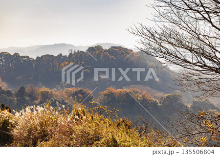 秋のすすきが揺れる丘から望む相模湾と広大な山々のパノラマ風景 秋のすすきが揺れる丘から望む相模湾と広大な山々のパノラマ風景 135506804