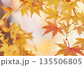 鮮やかな黄色とオレンジに色づいた美しい秋の楓の葉 135506805