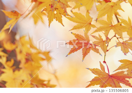 鮮やかな黄色とオレンジに色づいた美しい秋の楓の葉 135506805