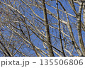 冬の澄み渡る青空を背景に広がる落葉した樹木の枝々 135506806
