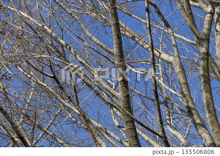 冬の澄み渡る青空を背景に広がる落葉した樹木の枝々 135506806